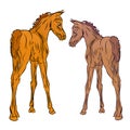 Two red foals of the Arabian horse breed on a white background.